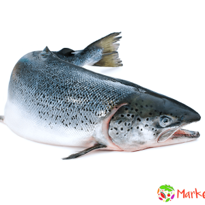 Cá Hồi còn sống (1,1kg - 1,7kg/con)