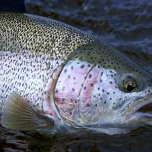 Cá Hồi còn sống (1,1kg - 1,7kg/con)