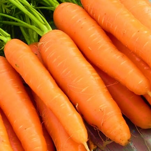 Cà Rốt củ to