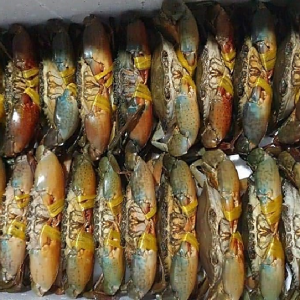 Cua thịt Cà Mau dây nhỏ - Loại 2 (size 3-4 con/kg)