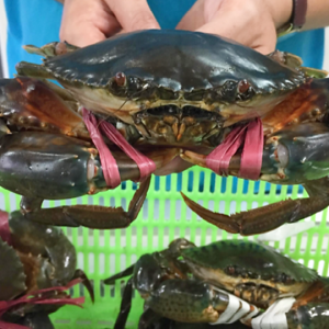 Cua thịt Cà Mau - Loại đặc biệt (680g/con)