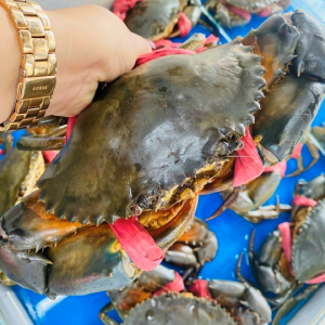 Cua thịt Cà Mau - Loại đặc biệt (680g/con)