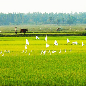 Gạo ST21 Đặc biệt An Giang