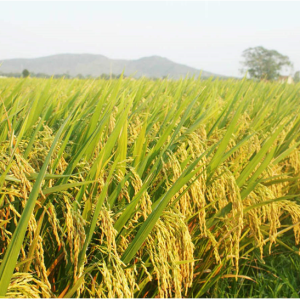 Gạo thơm Đài Loan (Đông Xuân 01 vụ)