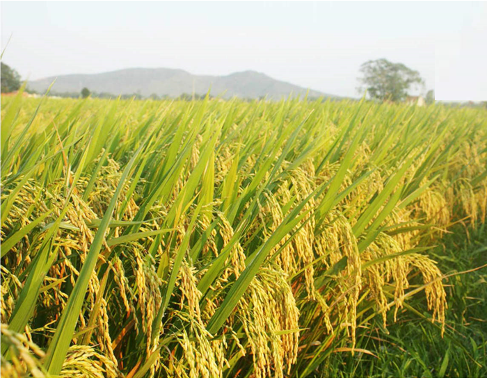 Gạo thơm Đài Loan (Đông Xuân 01 vụ)