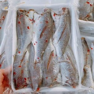 Khô Cá Đù một nắng (Loại 15-20 con/kg)