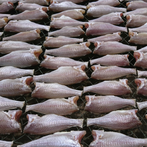 Khô Cá Đù một nắng (1 khay 500g, 1kg 02 khay)