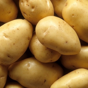 Khoai Tây