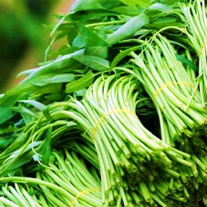 Rau Muống sạch