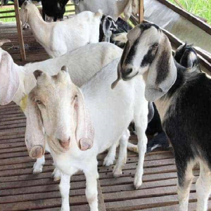 Thịt Dê hơi nguyên con