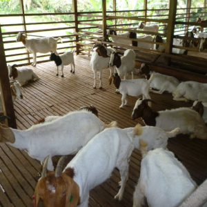 Thịt Dê hơi nguyên con