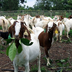 Thịt Dê hơi nguyên con