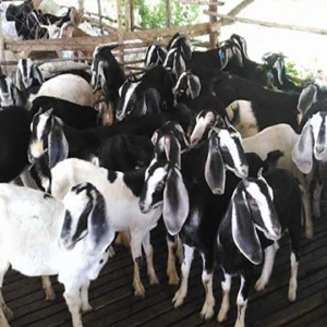 Thịt Dê hơi nguyên con