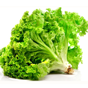 Xà Lách Xoăn sạch