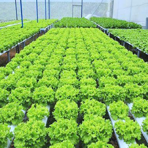 Xà Lách Xoăn sạch