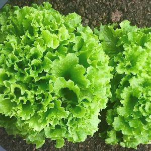 Xà Lách Xoăn sạch