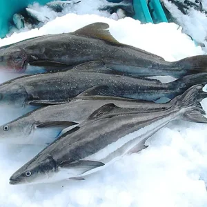 Cá Bóp Tươi nguyên con (2,8kg - 3,9k/con)