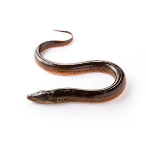 Lươn đồng - Loại I (từ 200g - 320g/con)