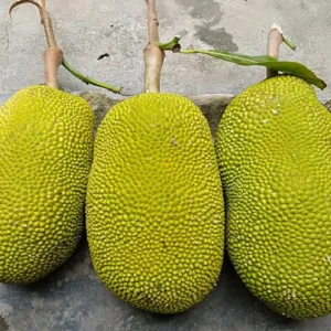 Mít Thái nguyên trái (8-10kg/trái)