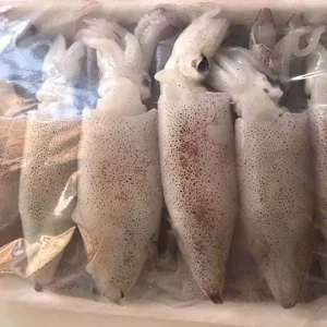 Mực trứng tươi