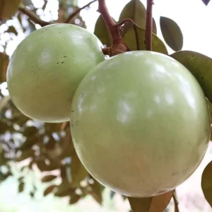 Vú Sữa Vĩnh Kim Tiền Giang